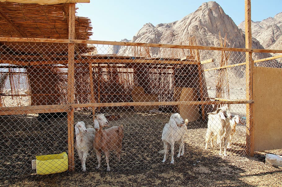 desert, breeding, pen, goats, pet, bedouin village, sand, heat HD wallpaper