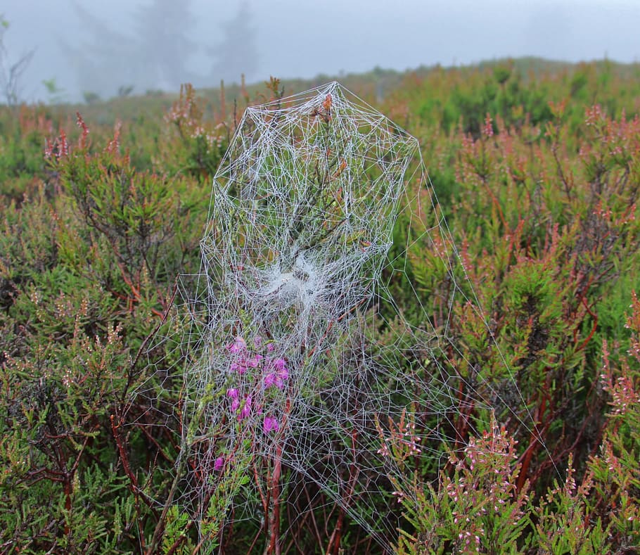 spider-web, spiderweb, cobweb, insect, arachnid, creepy, net HD wallpaper