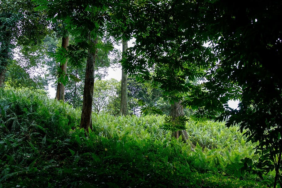 green, park, tree, grass, forest, foliage, fresh, nature, green color HD wallpaper