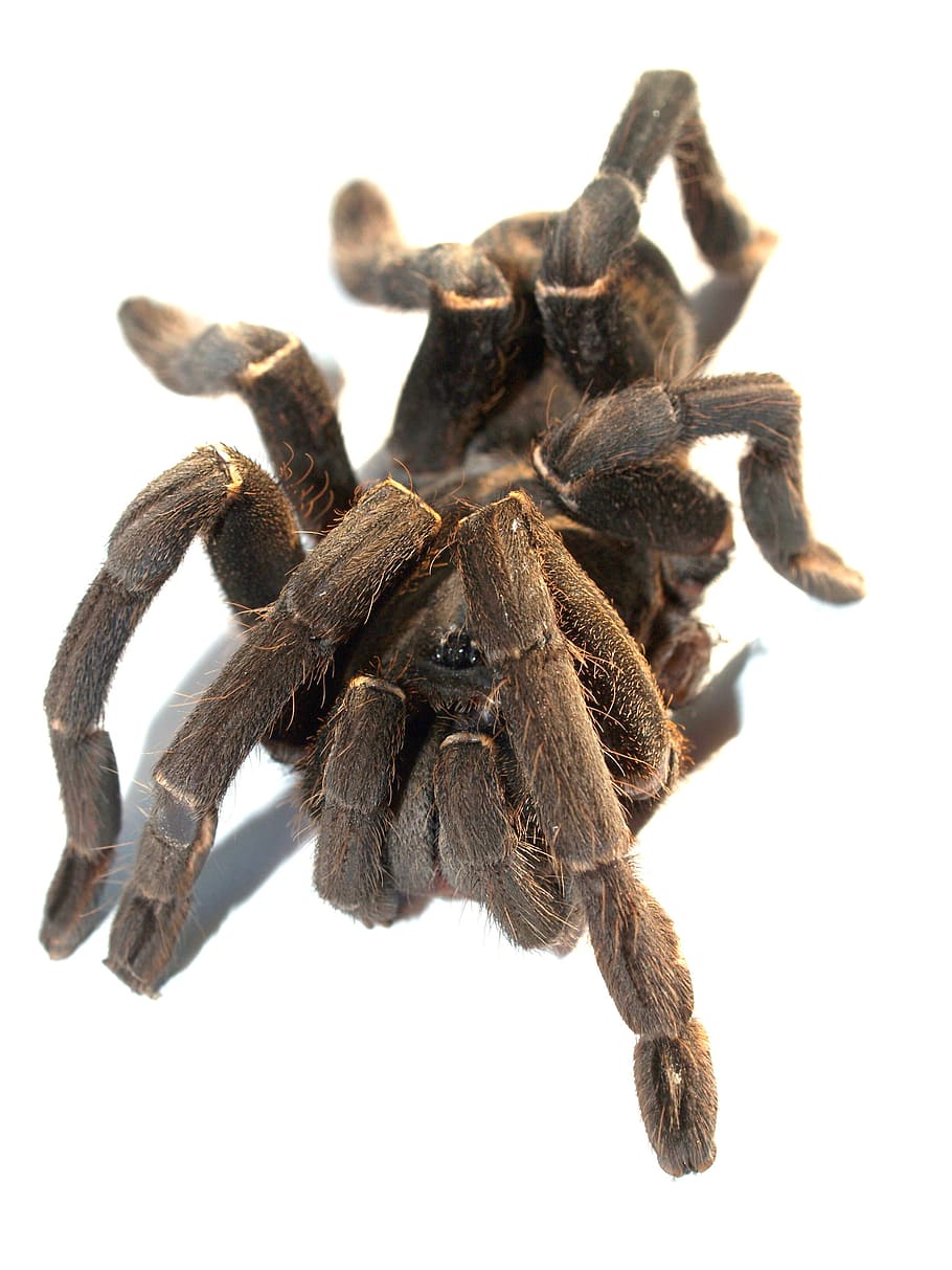 Spider, Tarantula, Arthropod, photography, hairy, mexican redknee tarantula