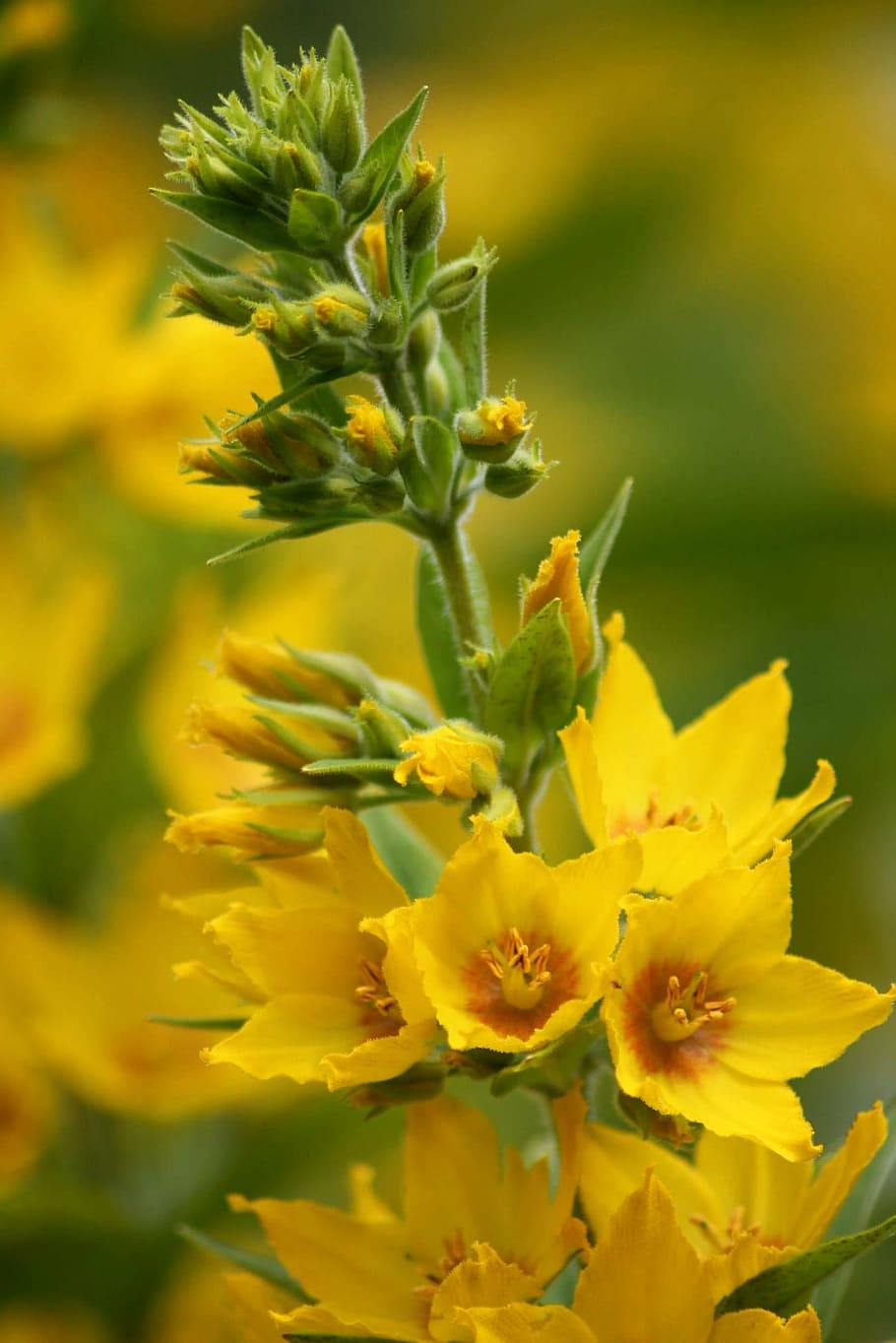 flower, yellow, nature, spring, green, summer, plant, floral HD wallpaper