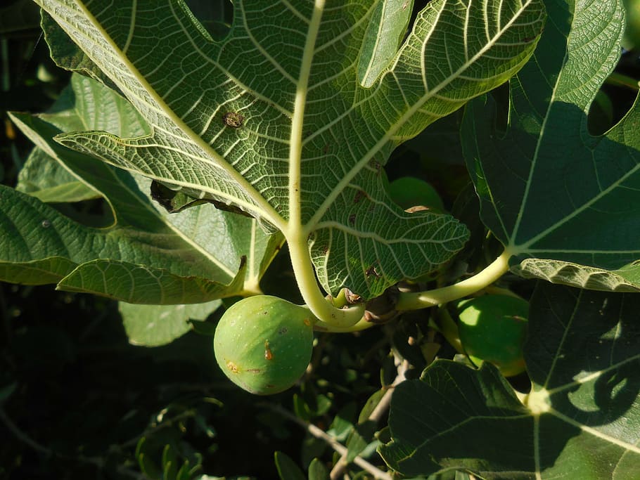 fruit, fig, cyprus, food, fruits, mediterranean, leaf, plant part HD wallpaper