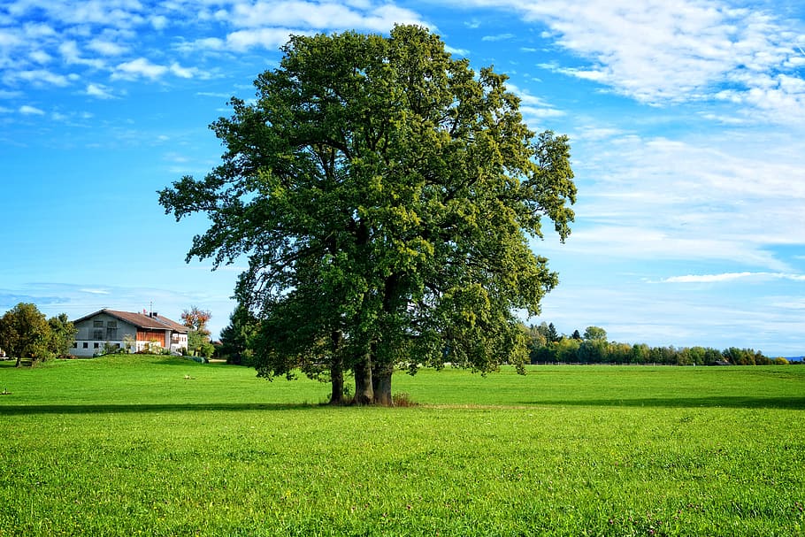 Tree, Landscape, Chiemgau, individually, bavaria, nature, meadow HD wallpaper