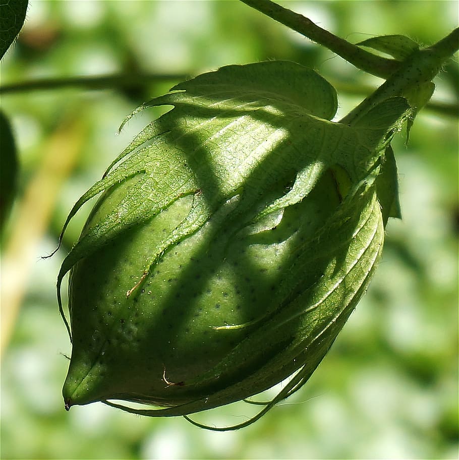 green cotton boll, seed, plant, nature, organic, green color