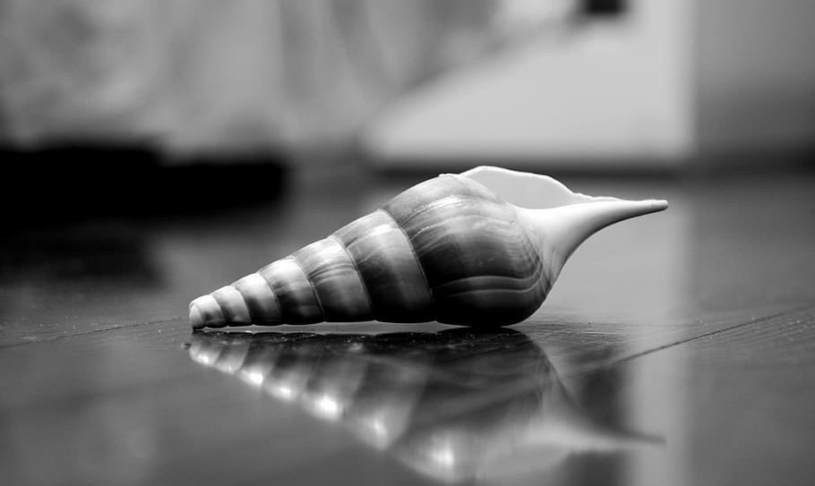 shell, silent, the thing, close-up, indoors, human body part HD wallpaper