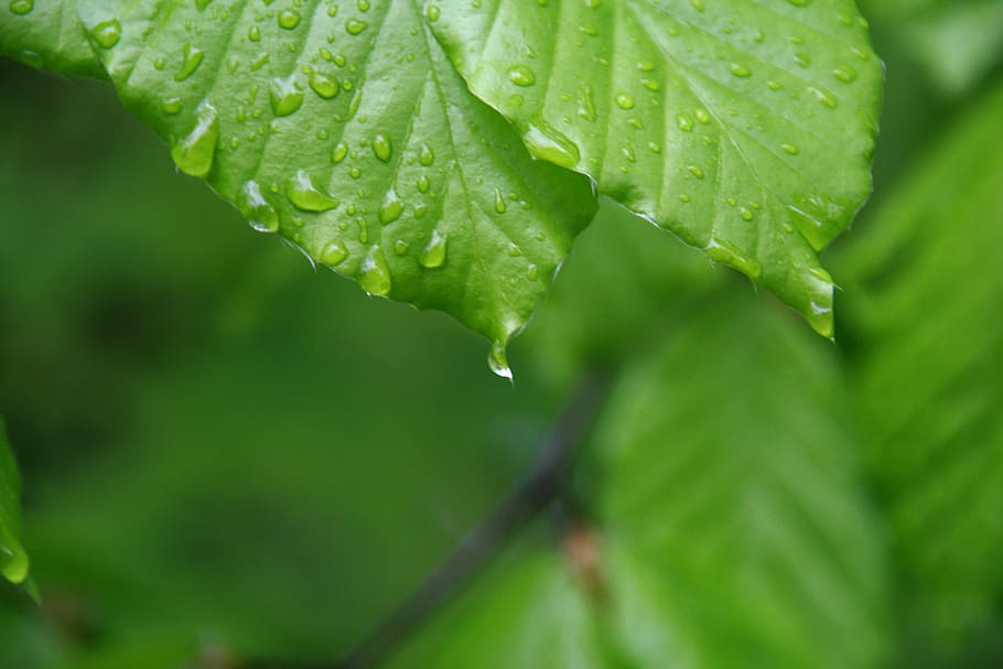 leaf, drop, nature, hope, green, water, plant, plant part, growth HD wallpaper
