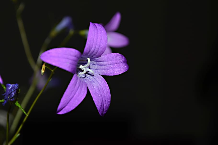 field bloom, the bell, meadow, macro, flower, flowering plant HD wallpaper