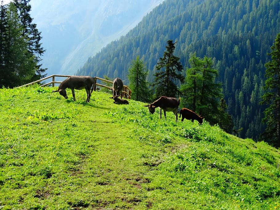 Donkey, Animals, Mountain, Alp, Alm, meadow, graze, green, forest HD wallpaper