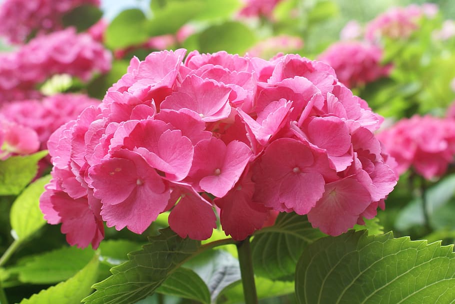 pink, hydrangea, nature, fruen, plant, garden, greenhouse hydrangea HD wallpaper