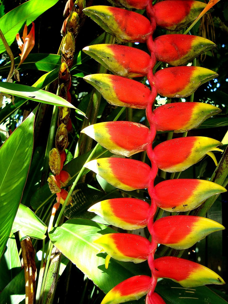nature, flowers, spring, green, plant, growth, plant part, beauty in nature HD wallpaper