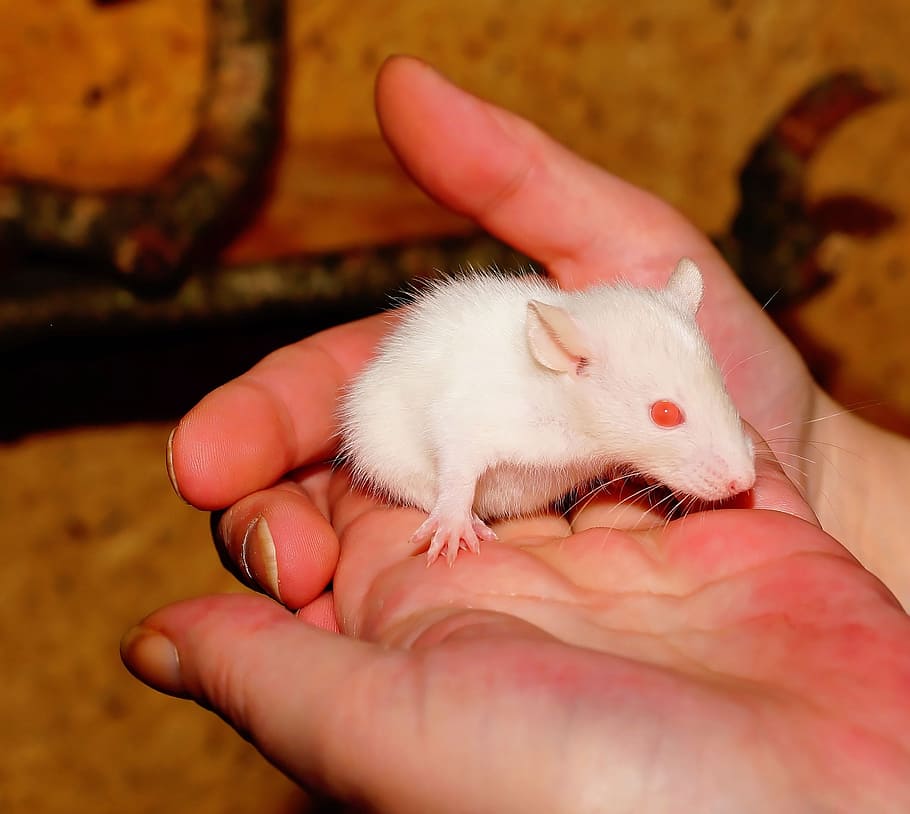 Rat, Offspring, Anxious, Curious, rats offspring, fluffy, animal HD wallpaper