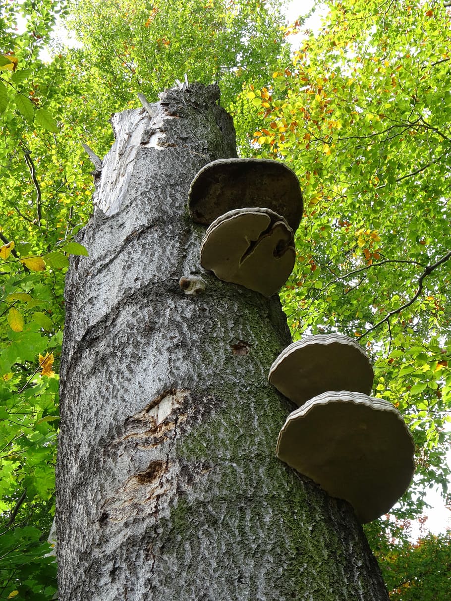 Tree, Nature, Mushrooms, Landscape, forest, tree Trunk, outdoors HD wallpaper