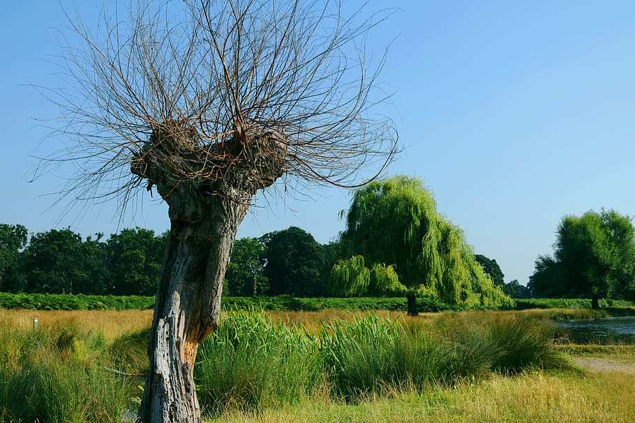 trees, bushy park, summer, plant, sky, field, grass, tranquility HD wallpaper
