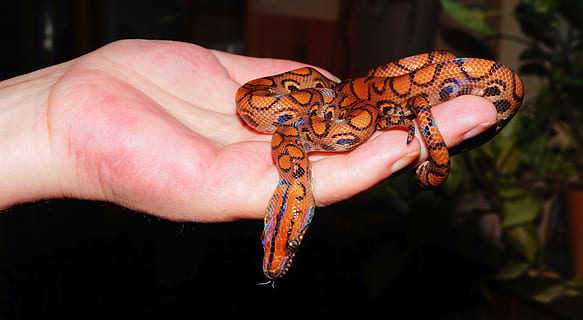 orange snake, rainbow boa, reptile, scale, red brazilian rainbow boa HD wallpaper