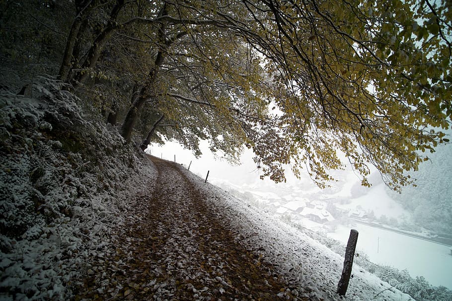 green leafed trees in front of lake, footpath beside green leaf trees covered with snow HD wallpaper