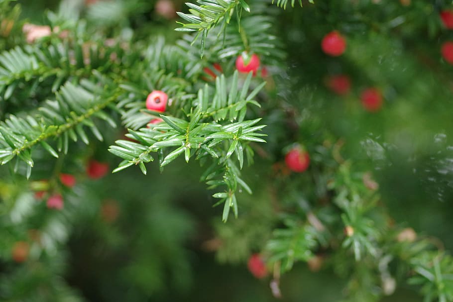 Pine, Christmas, Real, green color, nature, growth, no people HD wallpaper