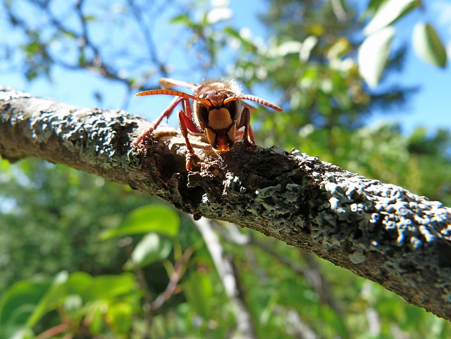 Hornet, Insects, Nature, Macro, front view, eyes, food, bark HD wallpaper