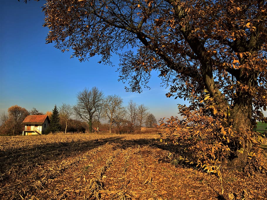 tree, nature, outdoors, fall, season, plant, sky, field, tranquility HD wallpaper