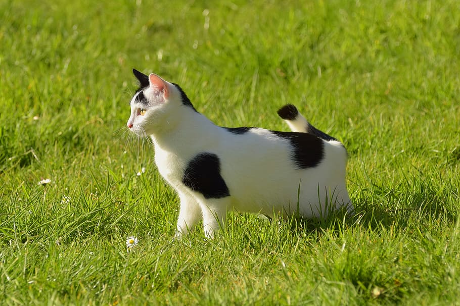 cat, garden, nature, spring, domestic cat, grass, attention HD wallpaper