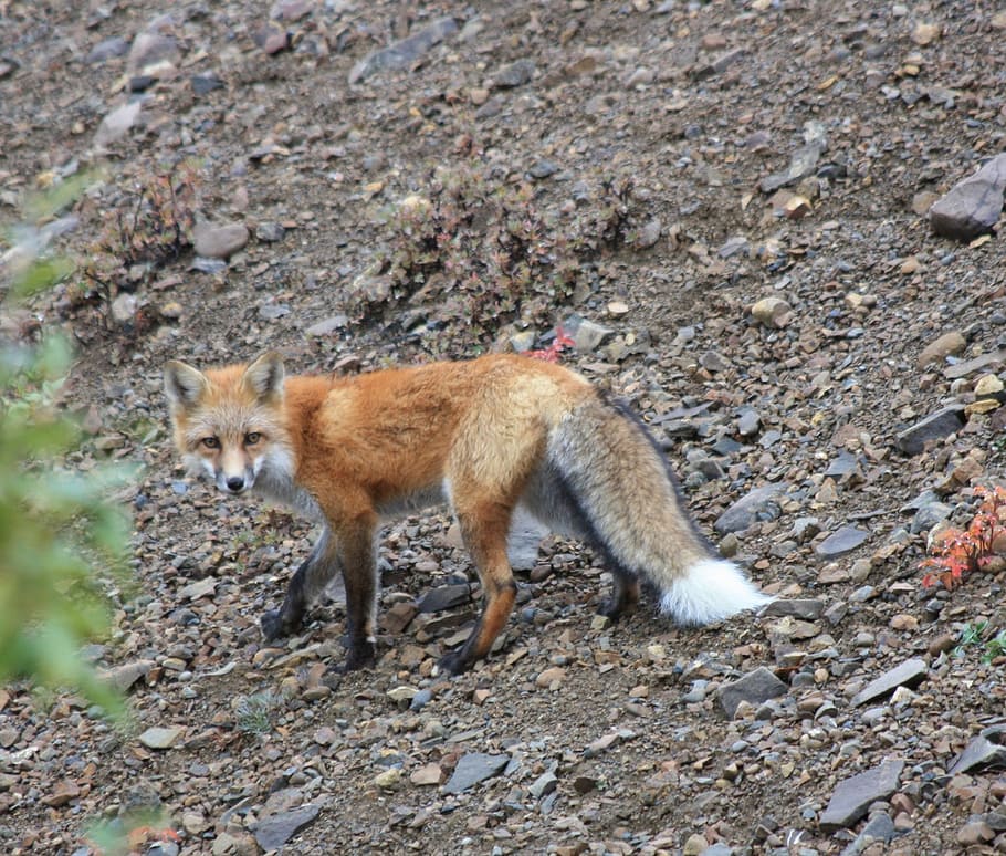 brown fenex fox, wildlife, nature, predator, vulpes vulpes HD wallpaper