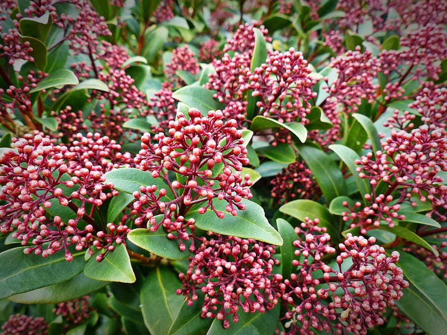 plant, skimmia japonica, berries, nature, growth, beauty in nature