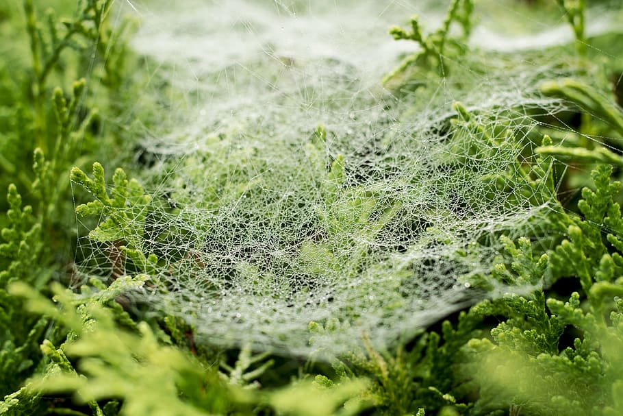 Hd Wallpaper Cobweb Dew Drip Nature Network Fog Morgentau Spider Wallpaper Flare 6188