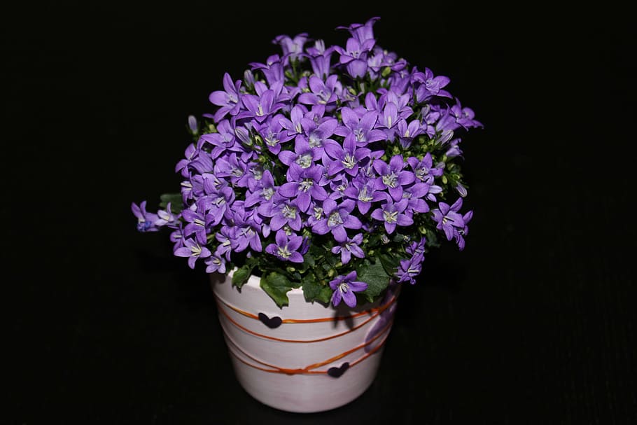flowers, violet, plant, flowering plant, freshness, vulnerability HD wallpaper