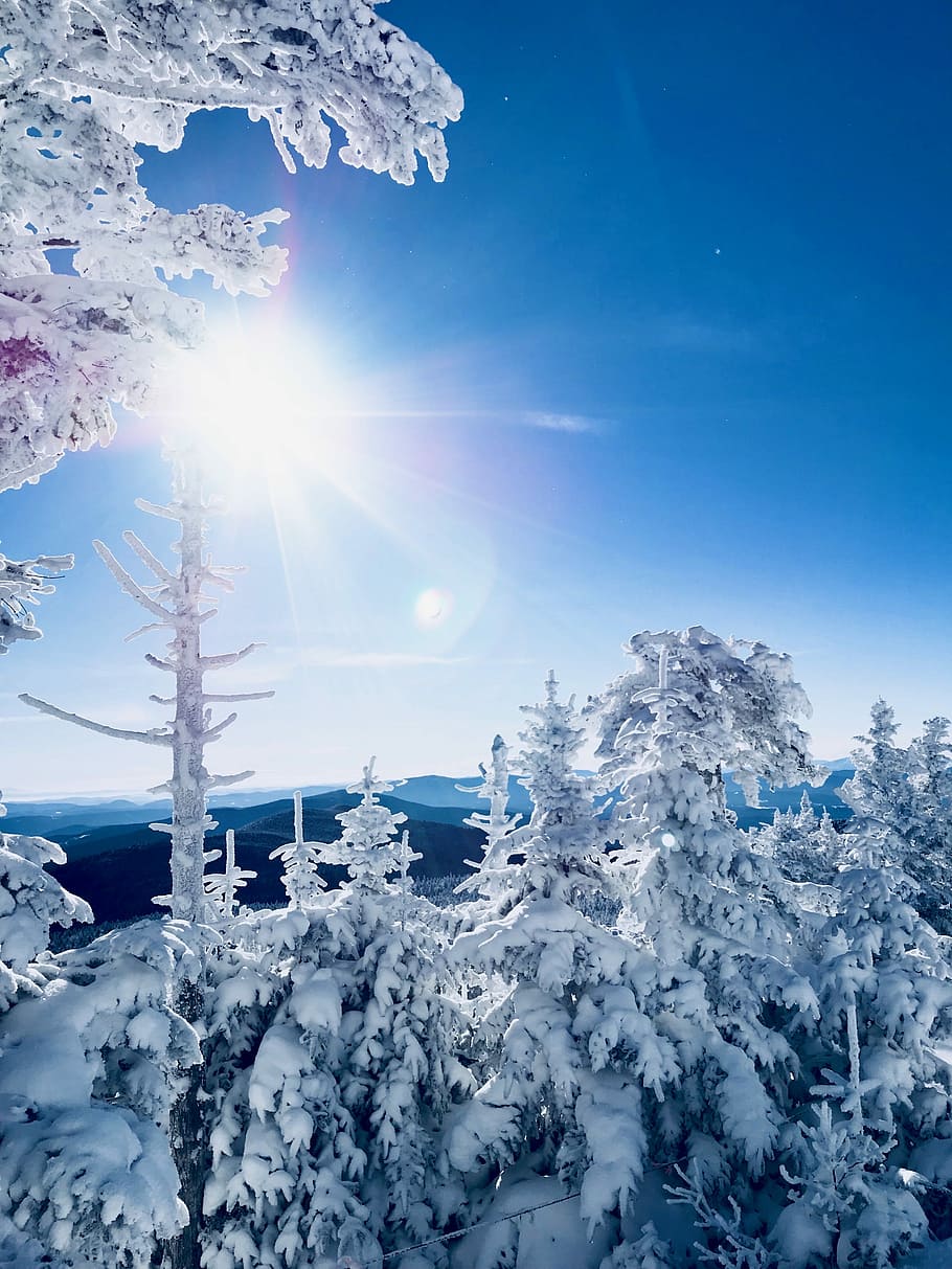 tundra trees under sun, snow covered trees, winter, blue, sky HD wallpaper