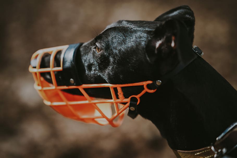 dog with mouth protector, dog wearing mouth guard, muzzle, whippet HD wallpaper