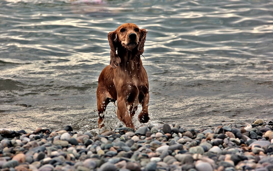 dog, batumi, georgia, sea, english cocker spaniel, waves, beach, HD wallpaper