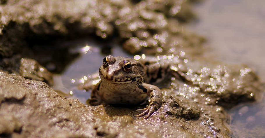 frog, lake, water, green, amphibian, one animal, animal themes HD wallpaper