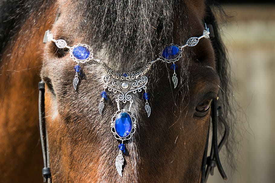 brown horse with blue and silver headdress, portrait, mammal HD wallpaper