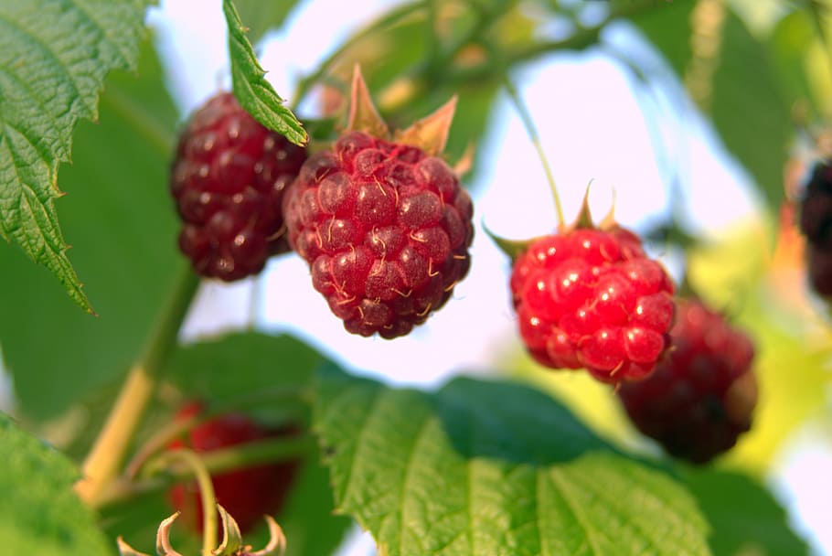 raspberries, red, fruit, sweet, garden, forest, ripe raspberries HD wallpaper