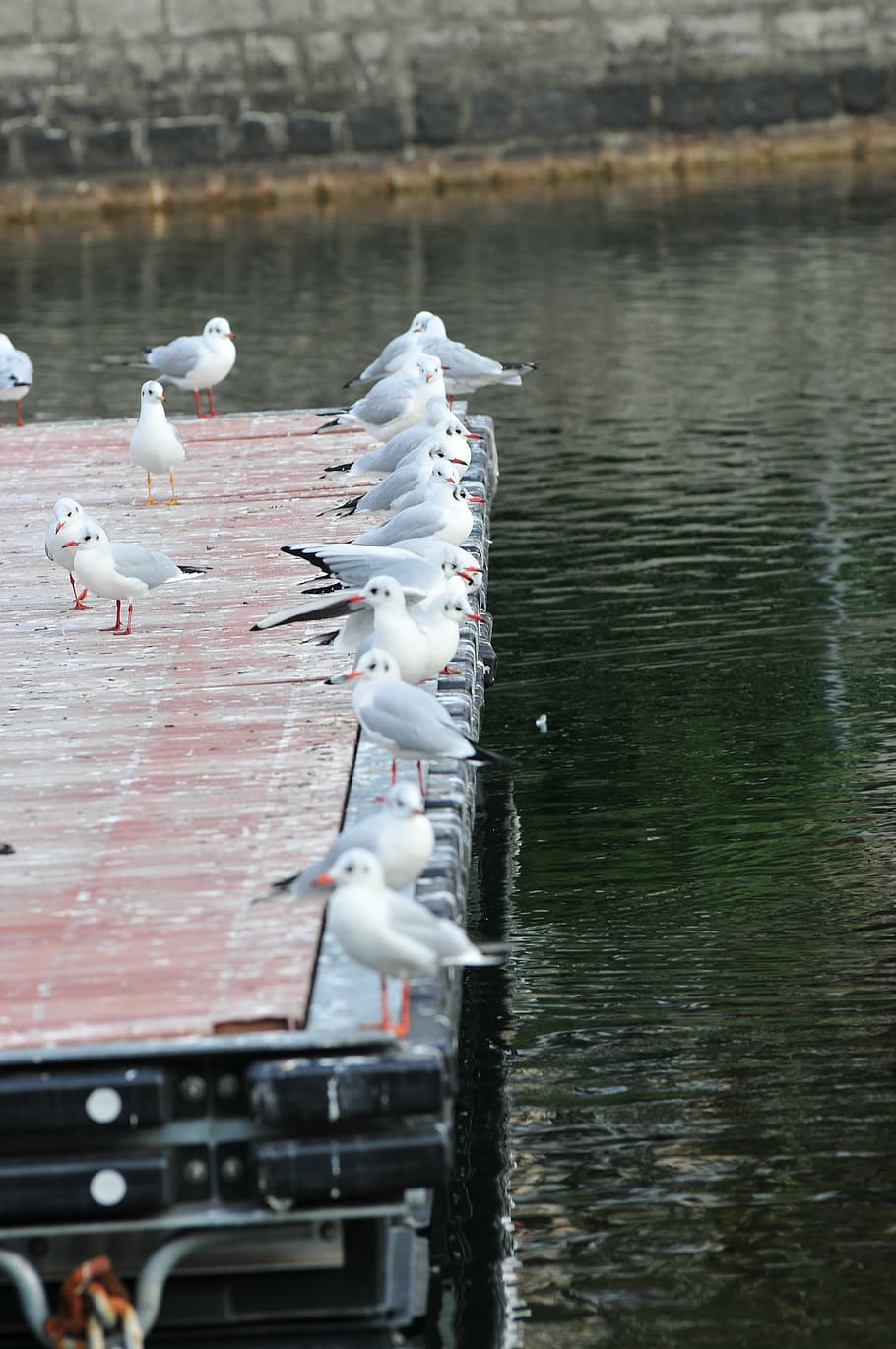 lake, seagulls, bird, animal themes, animals in the wild, vertebrate HD wallpaper