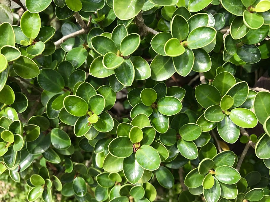 green, leafs, plant, tree, green leaf, nature, freshness, natural HD wallpaper