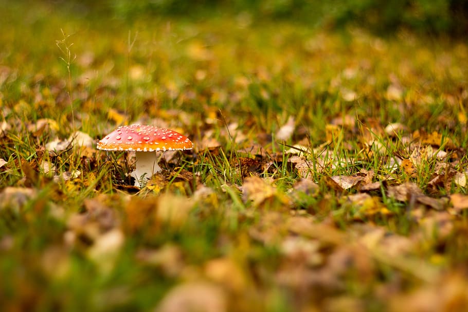 fall, nature, grass, leaf, season, amanita muscaria, fungus HD wallpaper