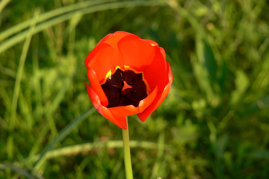 Tulip, Flower, Blossom, Bloom, Plant, orange, spring, close HD wallpaper