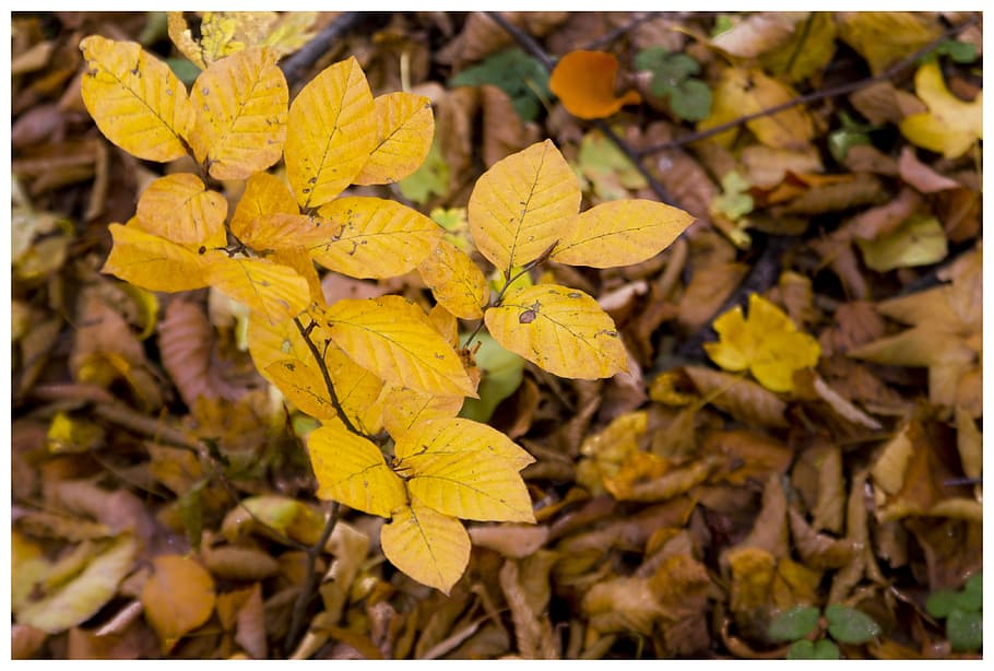 Fall Foliage, Leaves, Autumn, fall leaves, golden autumn, autumn leaves HD wallpaper
