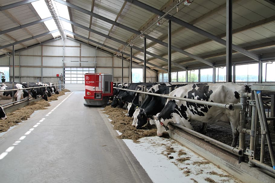 cow poultry, dairy farm, robot, lely, cows, group of animals