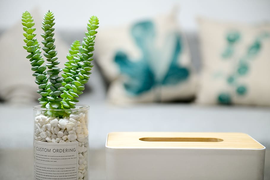 Selective Photo of Green Succulent Plant, blur, blurred background HD wallpaper