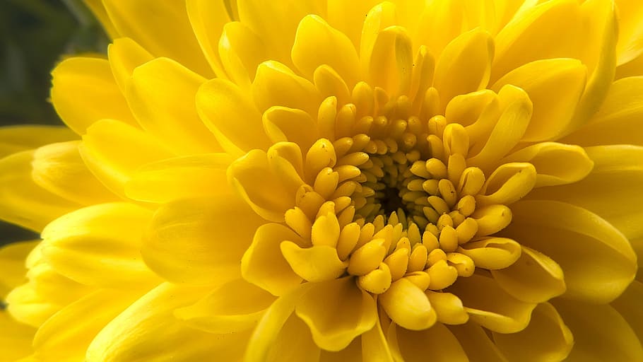 yellow chrysanthemum flower, bloom, macro, close, blossom, plant HD wallpaper