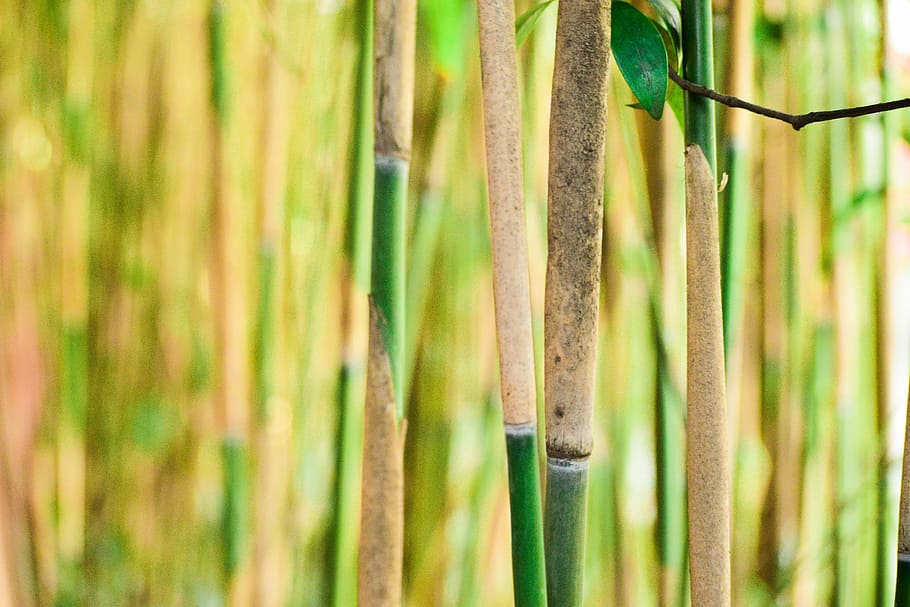 Bamboo Forest, bamboo trees, plant, stem, wood, no people, close-up HD wallpaper