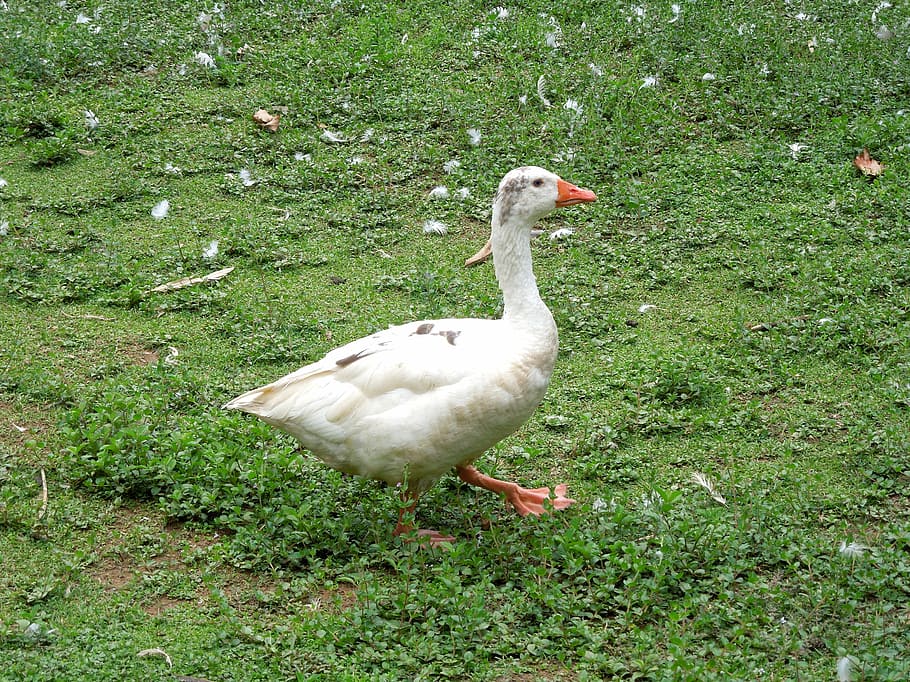 goose, duck, bird, animal wildlife, animals in the wild, animal themes HD wallpaper