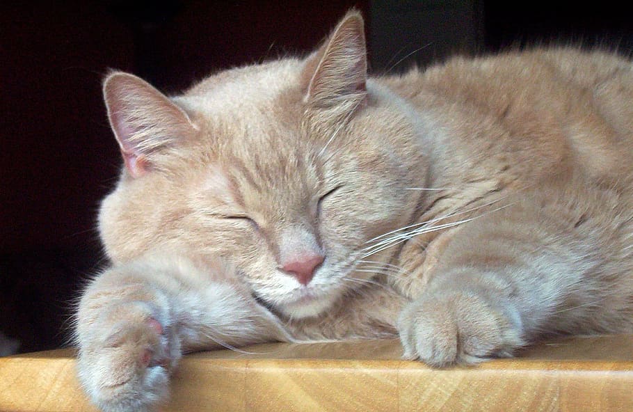 sleeping adult beige cat on wooden surface, Kitten, Pet, feline HD wallpaper