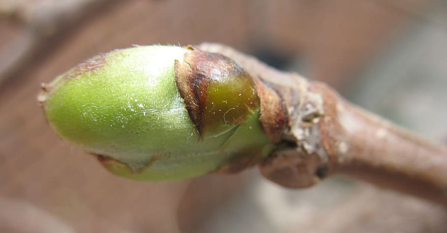 branch, tree, spring, growth, seedling, close-up, fruit, food HD wallpaper
