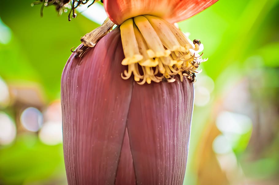 banana, fruit, bee, plant, wimp, flower, macro, close-up, focus on foreground HD wallpaper
