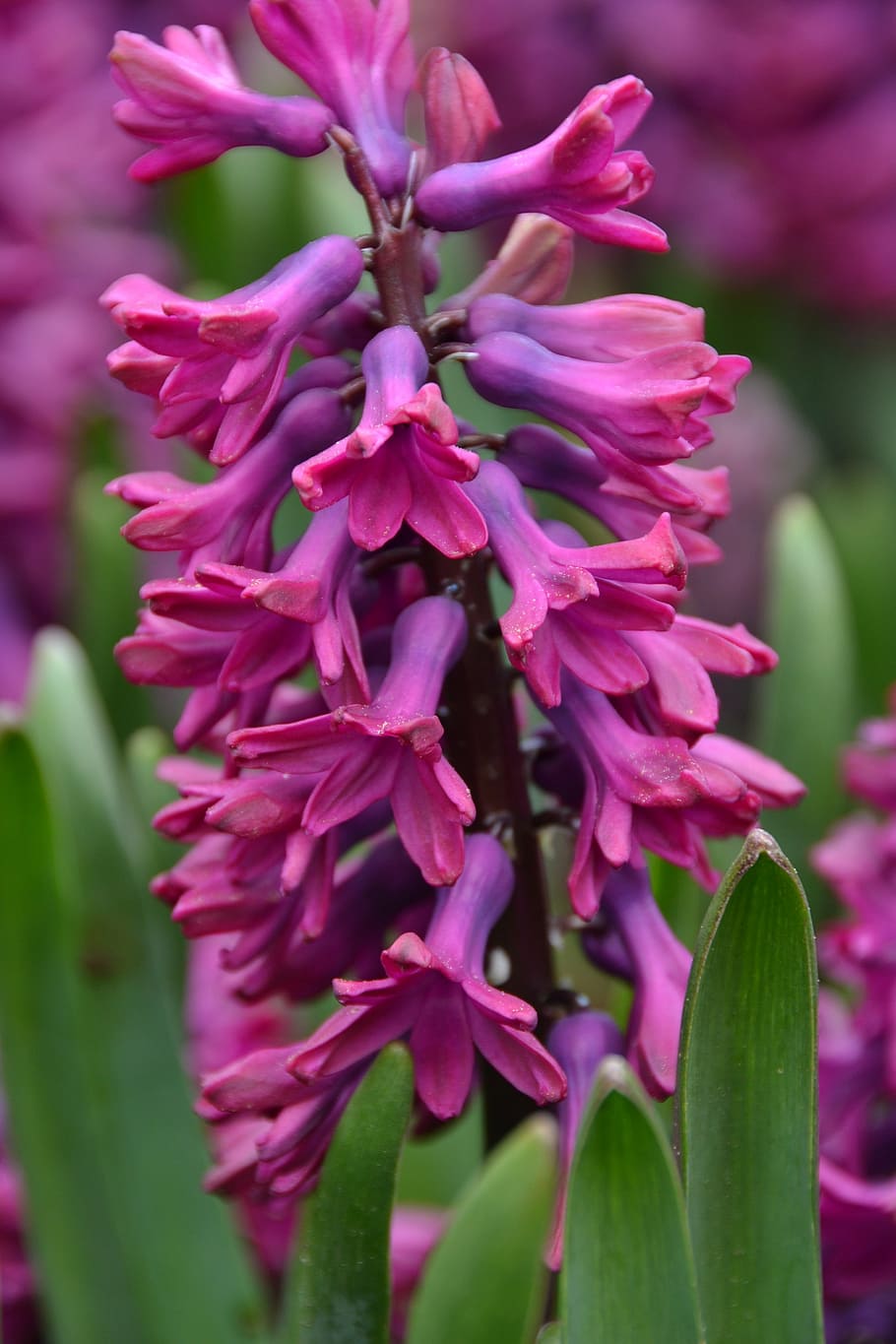 hyacinth, bloom, purple, plant, flowering plant, growth, close-up HD wallpaper