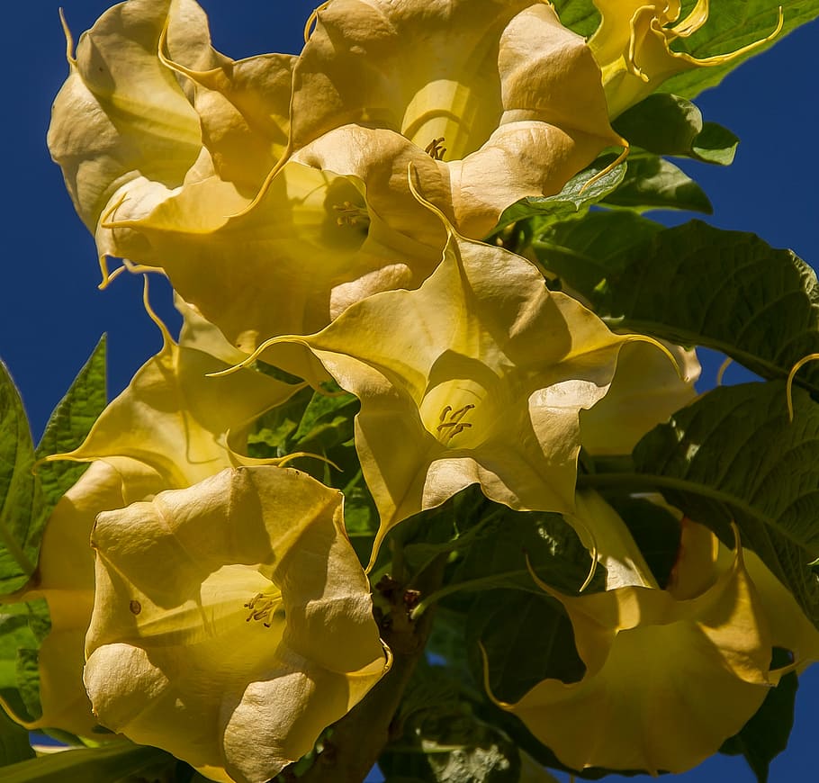 flowers, yellow, angel's trumpet, brugmansia, blooms, garden, HD wallpaper