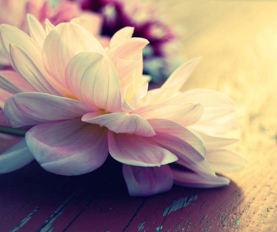 dahlia, light, blossom, bloom, flower, dahlia garden, flower garden HD wallpaper