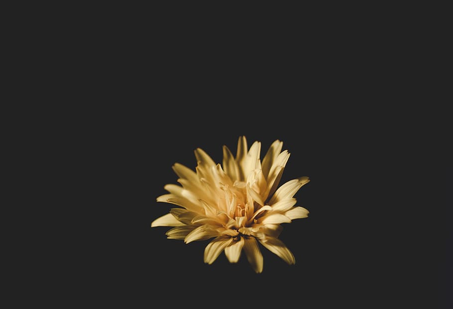photo of yellow petaled flower, Fire flower, nature, close-up HD wallpaper